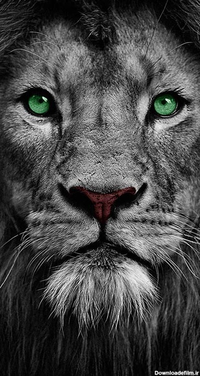 مجموعه تصویر زمینه جذاب و با کیفیت شیر سلطان جنگل lion | فریپیکر