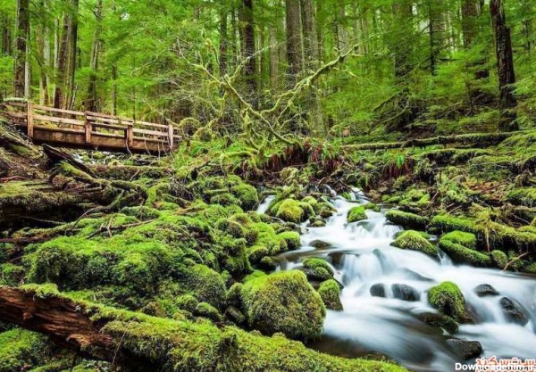 با زیباترین جنگل های جهان آشنا شوید! | لست سکند