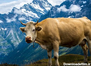 همه آنچیزی که درباره گاو باید بدانید بررسی تخصصی همراه با عکس و ...