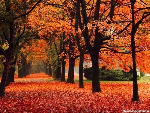 دانلود تصویر HD و با کیفیت از پاییز و طبیعت پوشده از برگ های ریخته