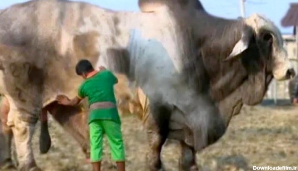 10 خطرناک ترین گاو نر جهان