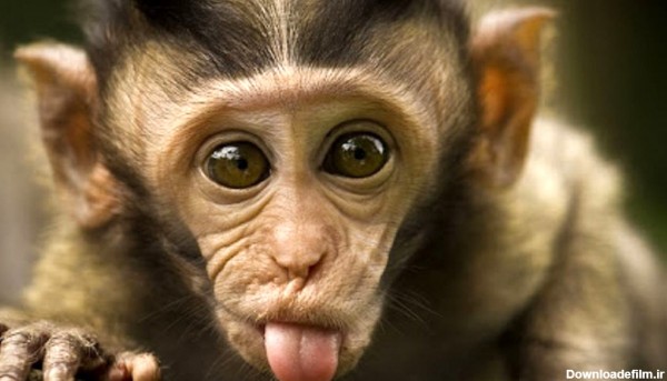 میمون ورزشکار شما را شگفت زده می کند + فیلم