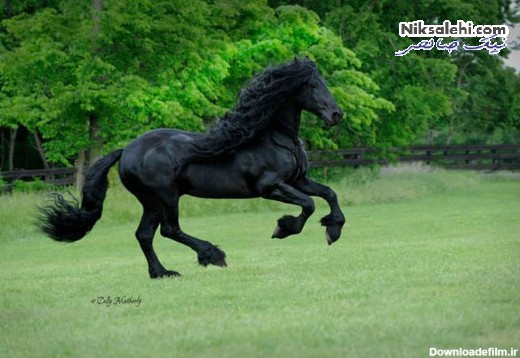 زیباترین اسب دنیا