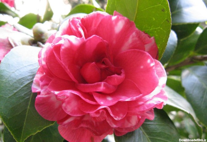 زیباترین و کمیاب ترین گلهای جهان+ عکس - پایگاه خبری تحلیلی یوپنا ...