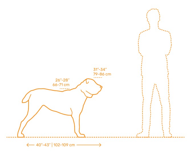 مقیاسه اندازه سگ آلابای با انسان