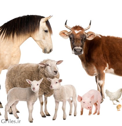 عکس حیوانات خانگی شامل گاو و گوسفند و اسب و مرغ و الاغ به فرمت jpg