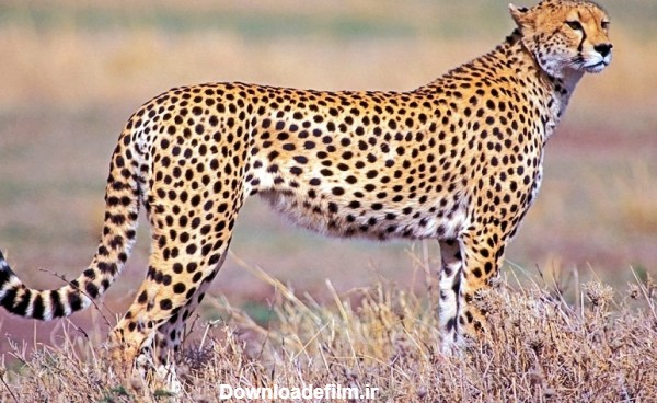 7 حقیقت جالب در مورد چیتا، سریع‌ترین پستاندار جهان که شاید ...