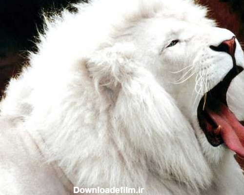 عکسهای زیبا از حیوان های مختلف سفید رنگ