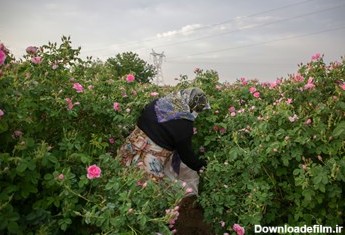 برداشت گل محمدی در روستای فرخد