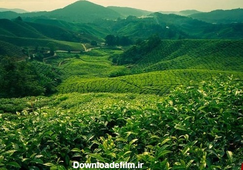 مزارع چای لاهیجان + تصاویر