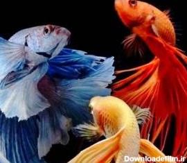 آموزش کامل نگهداری ماهی فایتر در تنگ و آکواریوم