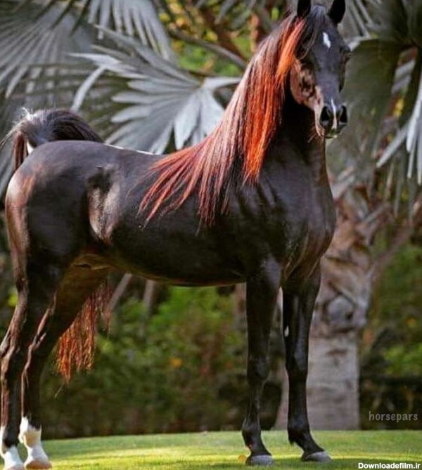 عکس اسب عرب مصری مشکی