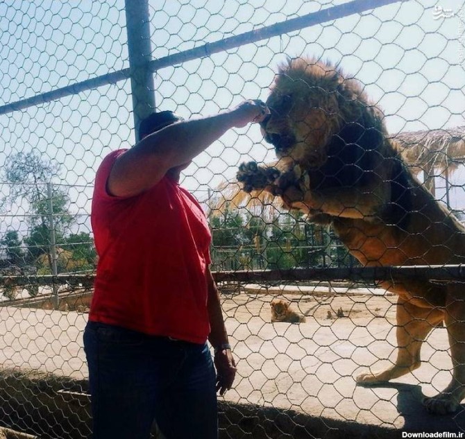 تنها باغ وحش شیراز در تنگنا/ هیچ حمایتی از باغ وحش شیراز نمی شود