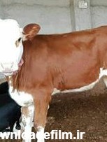 فروش گاو شیری - دام زنده