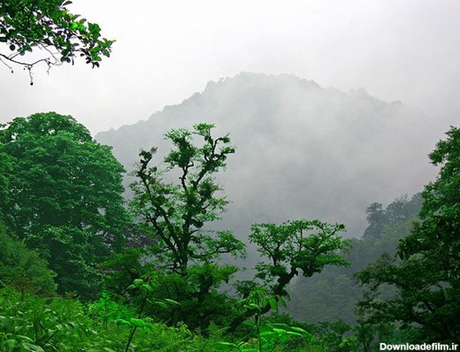 عکس جنگل های شمال ایران