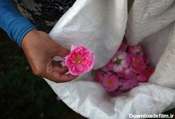 برداشت گل محمدی در روستای فرخد