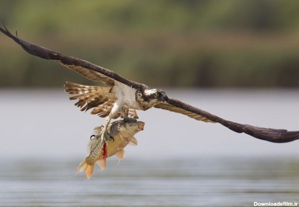 صحنه های استثنایی از عقاب ماهیگیر در حال شکار