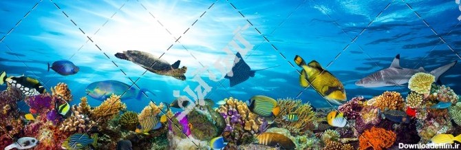 تصویر باکیفیت از زیر دریا و ماهی های رنگارنگ