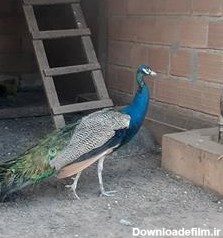 جوجه طاووس مصری هندی سفید یک هفته الی یک ماهه - پرنده