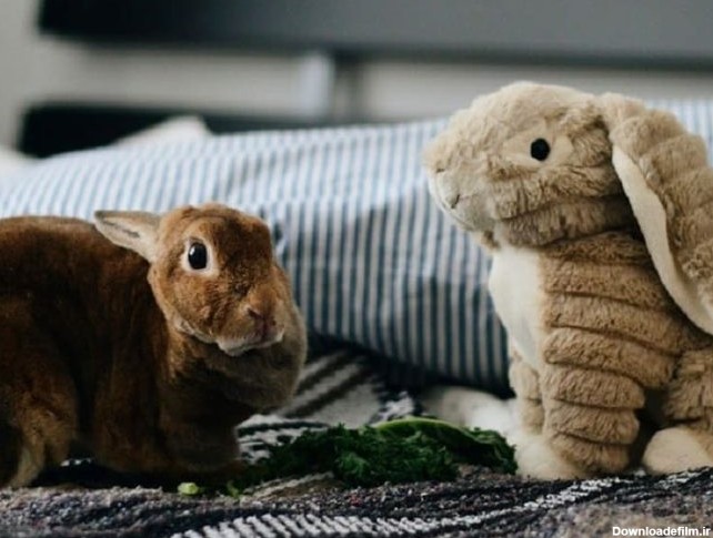 20 تا از بهترین انواع نژاد خرگوش خانگی + عکس و اطلاعات - پت پُرس
