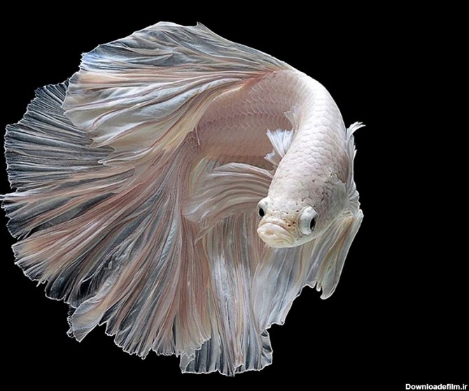 خبرآنلاین - این ماهی های جنگجو اما زیبا را ببینید