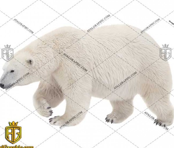 عکس با کیفیت خرس های قطب شمال مناسب برای طراحی و چاپ - عکس خرس قطبی- تصویر خرس قطبی- شاتر استوک خرس قطبی- شاتراستوک خرس قطبی