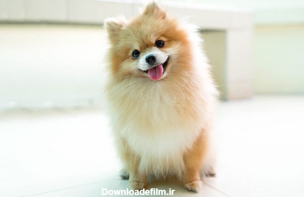 مشخصات کامل سگ پامرانین خرسی، عروسکی ... +‌ قیمت | دنیای حیوانات