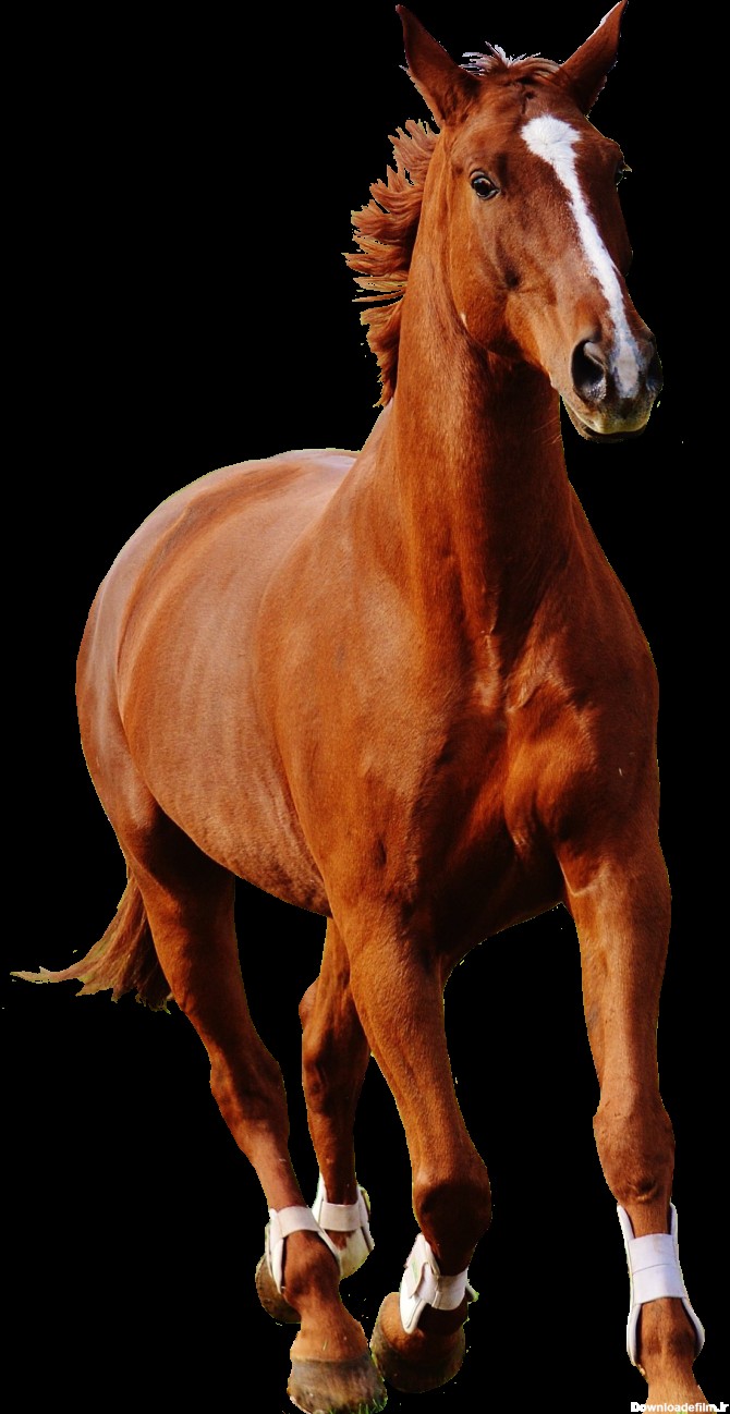 PNG اسب خوشگل - اسب قهوه ای رنگ - Horse Art PNG – دانلود رایگان
