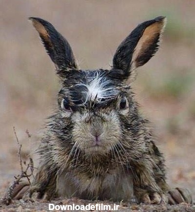 عکس / خرگوش عصبانی