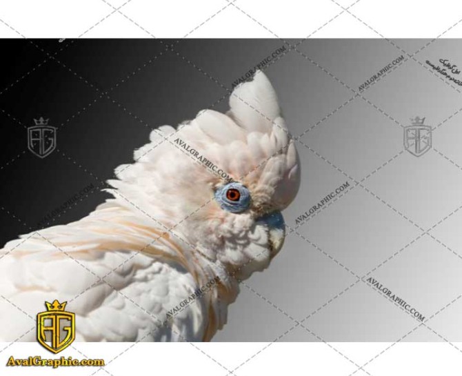 عکس طوطی سفید رایگان مناسب برای چاپ و طراحی با رزو 300 - شاتر استوک طوطی- عکس با کیفیت طوطی- تصویر طوطی- شاتراستوک طوطی