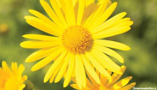 33 نوع از انواع گل زرد - بوی گل | گل و گیاه و باغبانی و فضای سبز