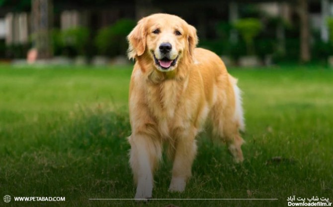 مشخصات ظاهری و ویژگی‌های سگ گلدن رتریور