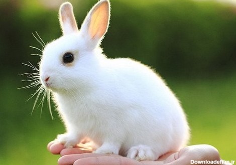 علائم یبوست و درمان خانگی آن در خرگوش | پت‌مال