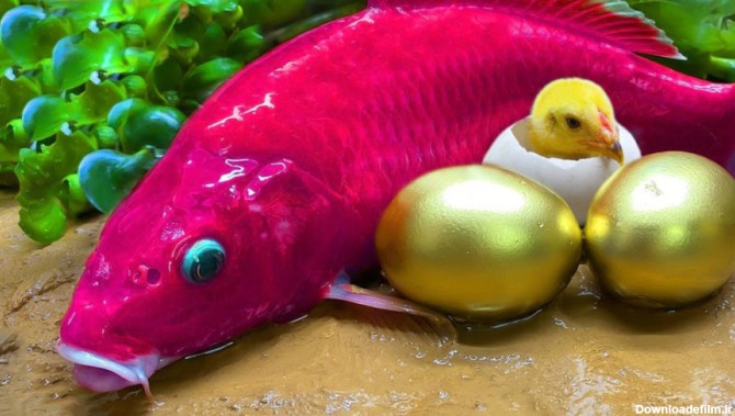 رنگارنگ ماهی کوی شکار گربه ماهی بنفش || آزمایش اولیه آشپزی