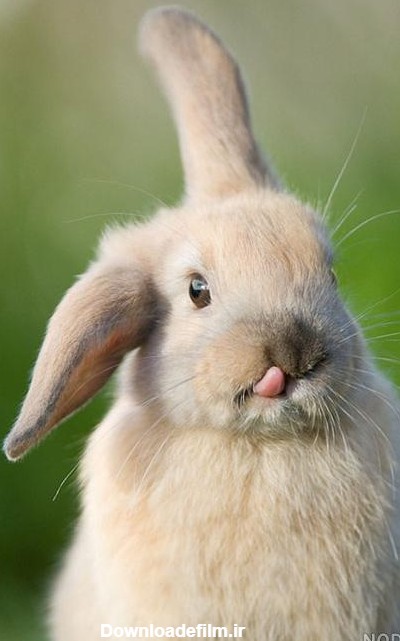 عکس خرگوش عصبانی - عکس نودی