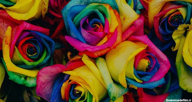 تصویر نمای بالا مجموعه گل رز رنگارنگ | پیکفری