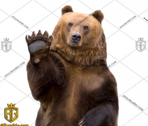 عکس با کیفیت پنجه خرس مناسب برای طراحی و چاپ پنجه خرس است - عکس خرس - تصویر خرس- شاتر استوک خرس - شاتراستوک خرس