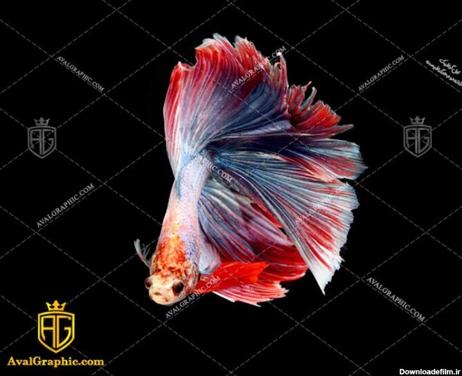 عکس با کیفیت ماهی فایتر قرمز
