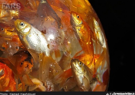 ماهی قرمز عید نوروز (عکس)