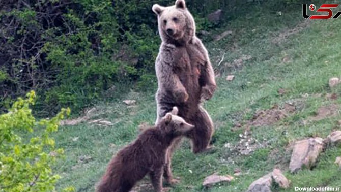 این خرس در ایران مانند انسان روی دو پا ایستاد ! + عکس