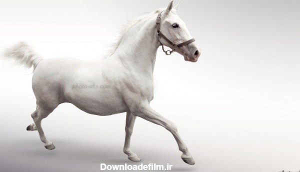 عکس زیبای اسب سفید انگلیسی اصیل مسابقه ای