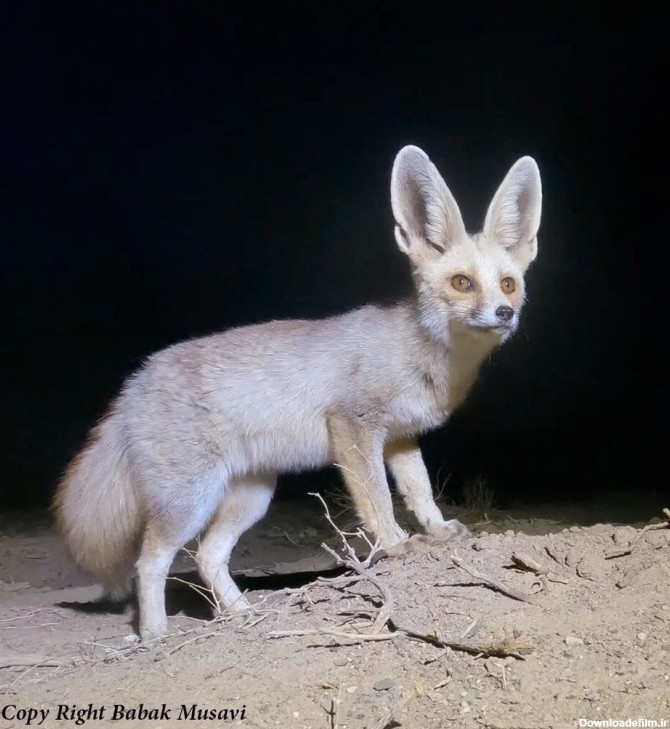 عکس زیباترین روباه ایران را ببینید ! / شاه روباه جذاب ایرانی !