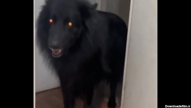 ظاهر شدن جن شیطانی وحشتناک در خانه یه شکل سگ سیاه