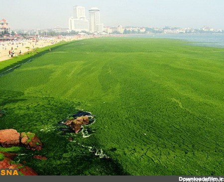 عظیم‌ترین فرش جلبکی در ساحل چین + عکس