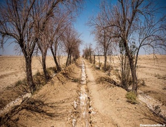 شناسایی بیش از 3000 درخت خشک و نیمه‌خشک در جنگل‌های اصفهان