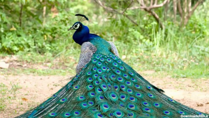 زیباترین طاووس های جهان را ببینید / فیلم