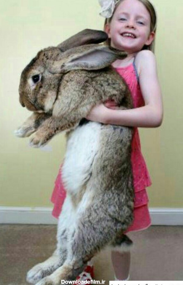 مجموعه عکس های بزرگترین خرگوش دنیا (جدید)