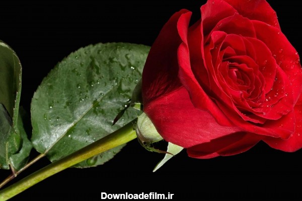 عکس تک شاخه گل رز قرمز beautiful rose flower red