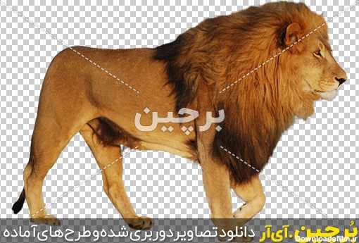 Borchin-ir-Animal-Lion-Png-Image عکس شیر جنگل png2