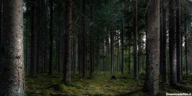 جنگل تاریک لاهیجان